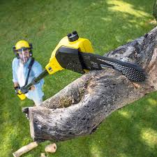 Best Emergency Tree Removal  in El Rancho, NM