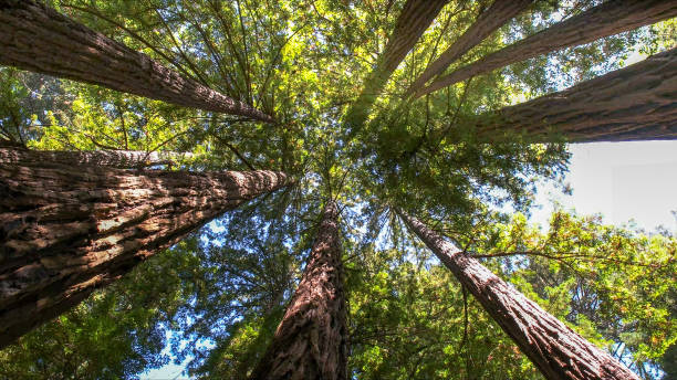 Best Arborist Consultation Services  in El Rancho, NM
