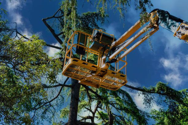 Best Tree Mulching  in El Rancho, NM