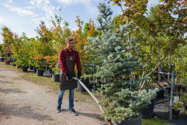 Best Tree Preservation Services  in El Rancho, NM