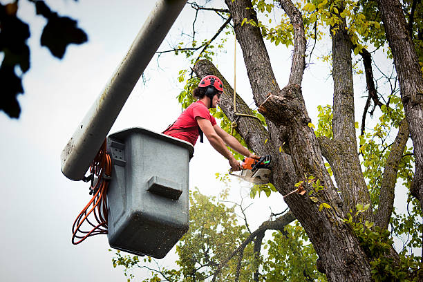 El Rancho, NM Tree Removal Company